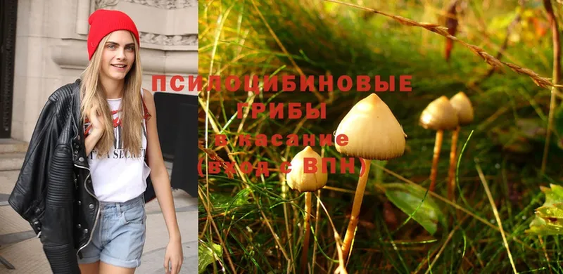 Галлюциногенные грибы Psilocybe  Коряжма 